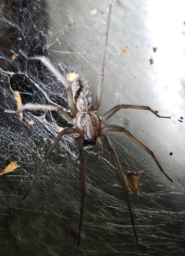 Giant House Spider