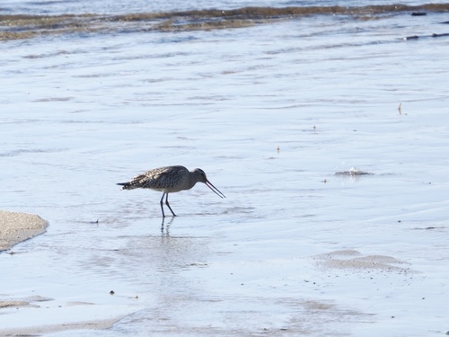 Bar-tailed Godwit