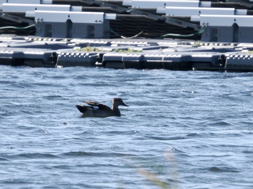 Gadwall