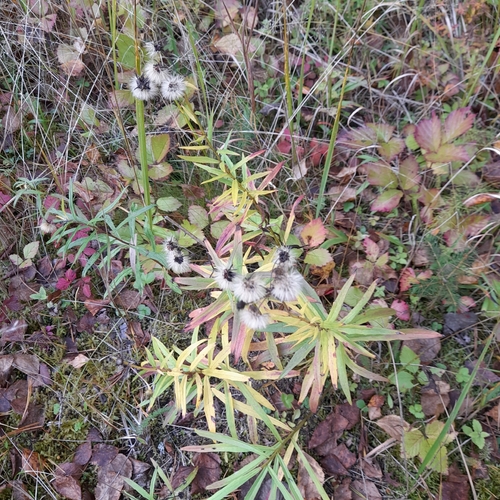 Canada hawkweed