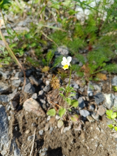 European field pansy