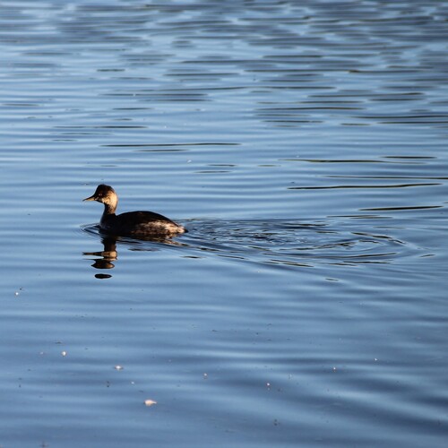 Eared Grebe
