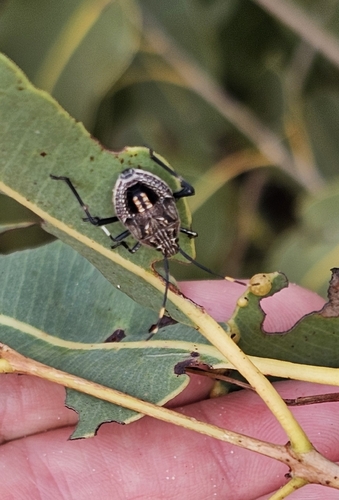 Gum Tree Shield Bug