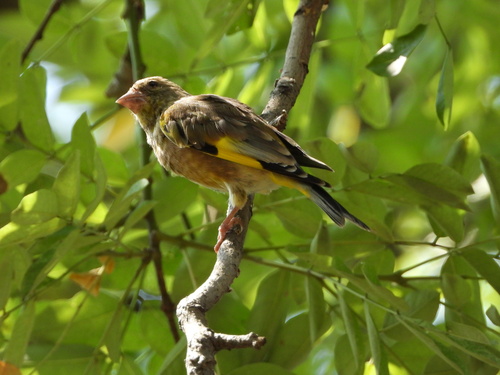 Oriental Greenfinch