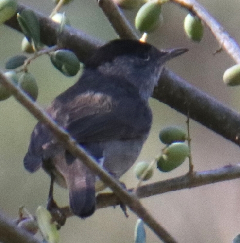 Eurasian Blackcap