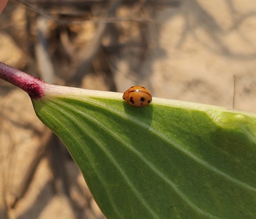 Variable Ladybird Beetle