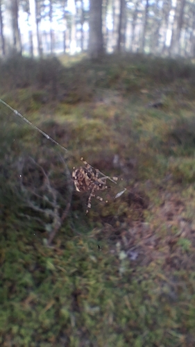Cross Orbweaver