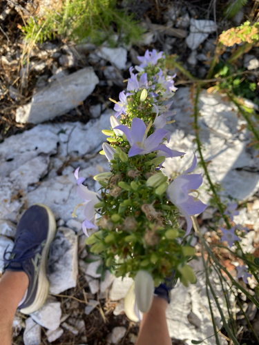 Chimney Bellflower