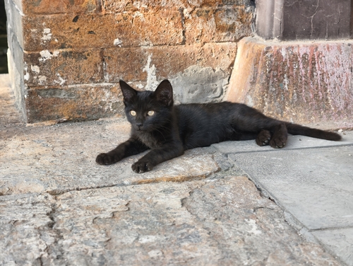 Domestic Cat