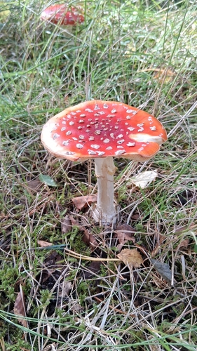 Fly Agaric