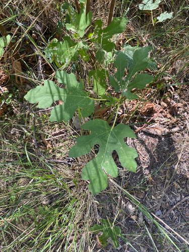 common fig