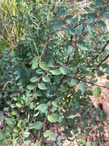 Jerusalem Thorn