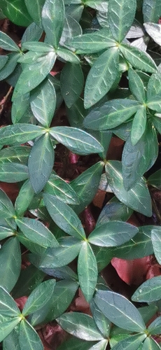 lesser periwinkle
