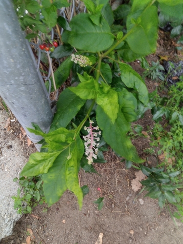 American pokeweed