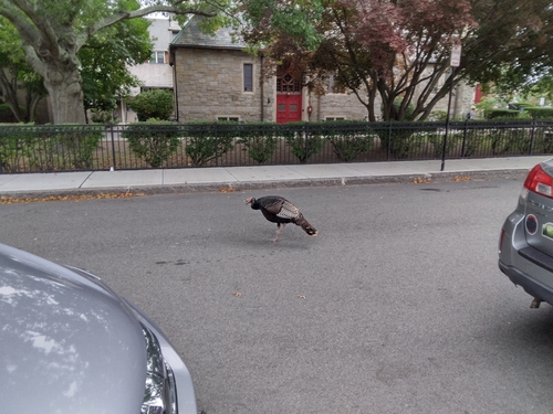 Wild Turkey