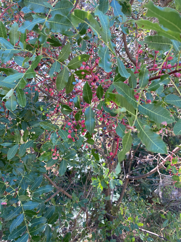 terebinth