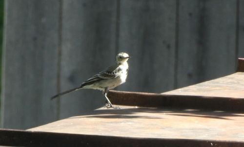 White Wagtail