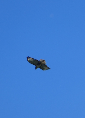 Common Buzzard