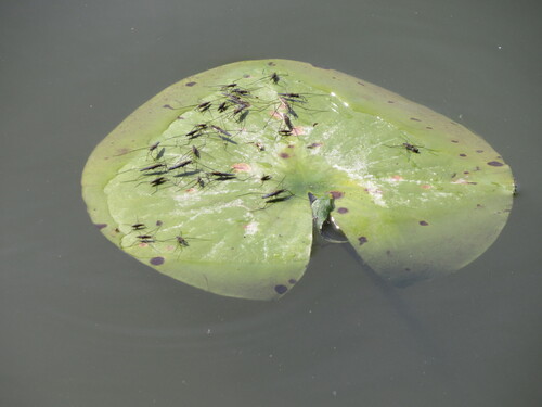 Aquarius paludum paludum