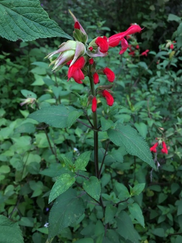Cardinal Sage | Native Nature
