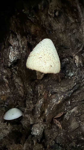 Silky Rosegill