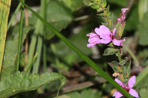 purple loosestrife