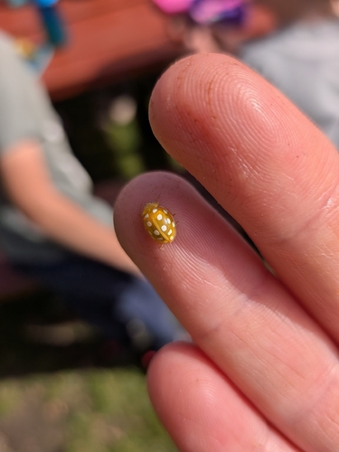 Orange Ladybird
