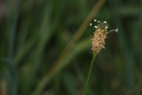 ribwort plantain