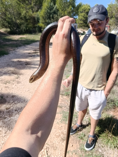 European Glass Lizard