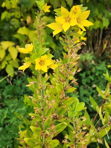 Dotted Loosestrife