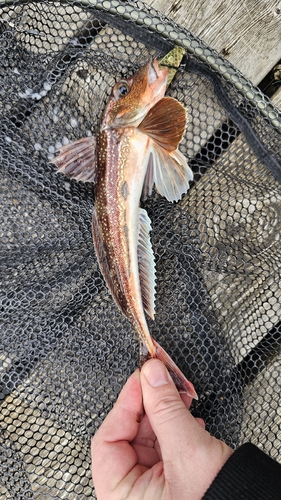 Grey Gurnard
