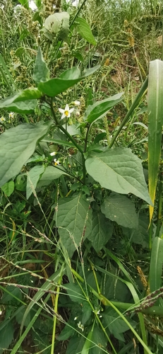 black nightshade
