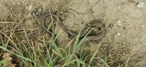 Common Slowworm