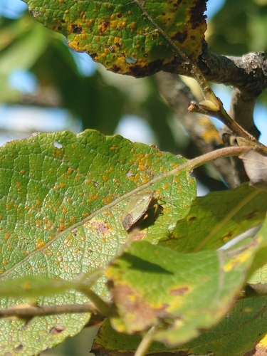 Green Shield Bug