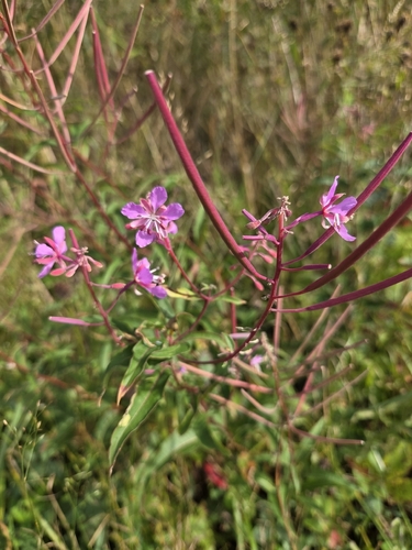 fireweed