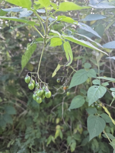 bittersweet nightshade