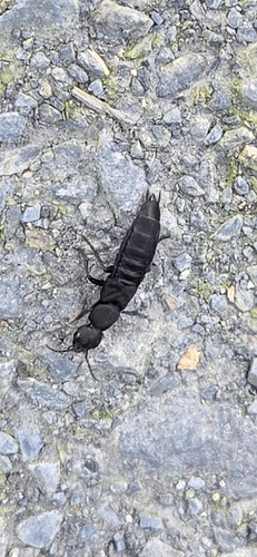 Devil's Coach Horse Beetle