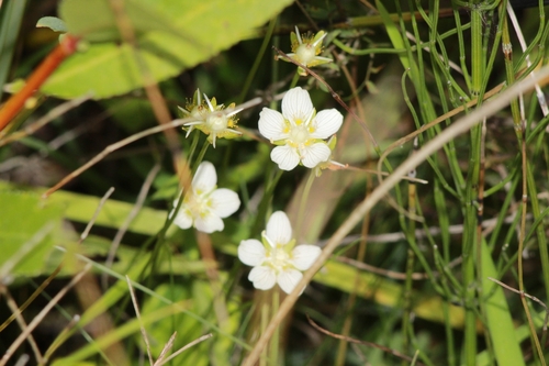 marsh grass-of-Parnassus