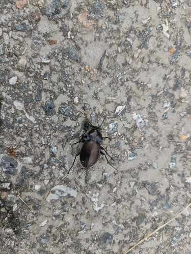 Bronze Ground Beetle