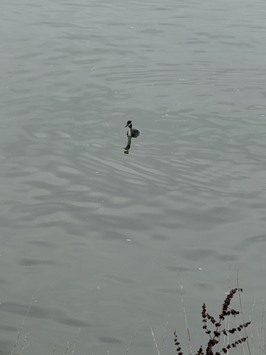 Great Crested Grebe
