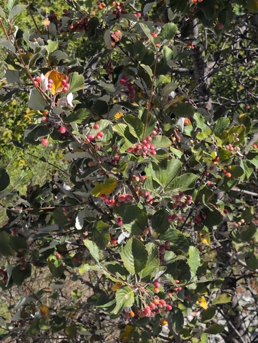 Whitebeam