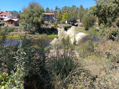 Pampas Grass