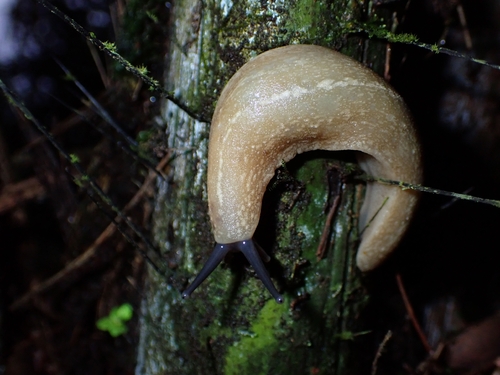 Filicaulis seychellensis