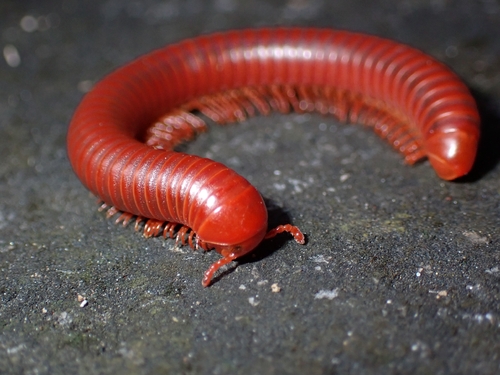 Rusty Millipede