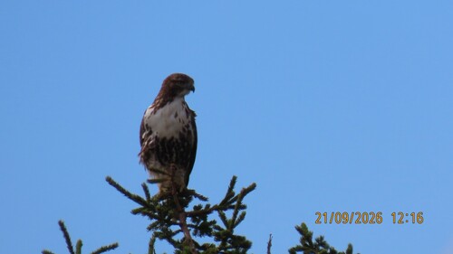 Red-tailed Hawk