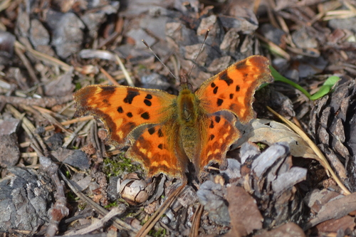European Comma