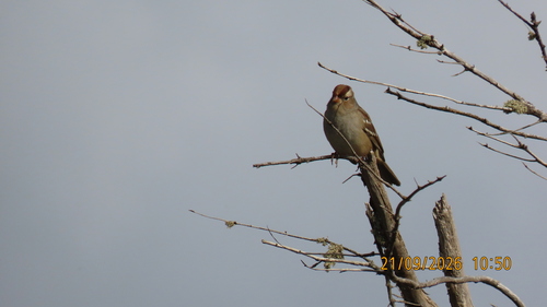 White-crowned Sparrow