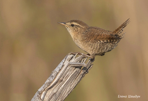 Eurasian Wren