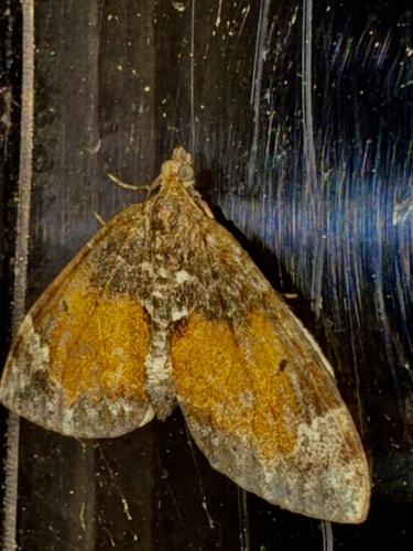 Marbled Carpet Moth