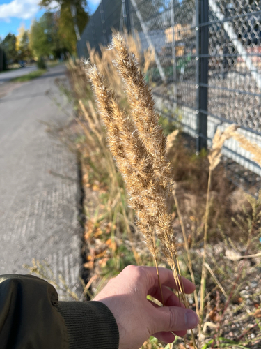 Bushgrass